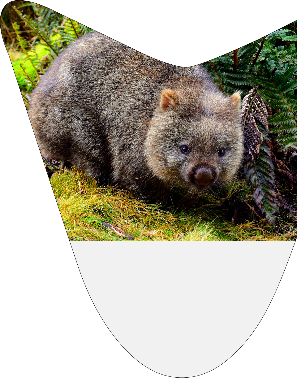 Tasmanian wombat in natural habitat